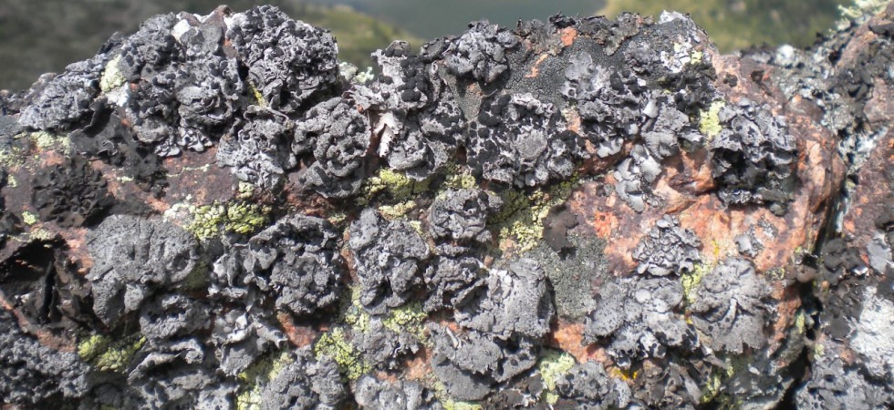 Nel Parco di Paneveggio un terzo di tutte le specie di licheni presenti sulle Alpi